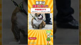 【犬種シリーズ #32】犬種標準に「呼吸が苦しい犬はよくない」と書かれた犬｜ブルドッグ