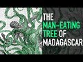 The Man Eating Tree Of Madagascar