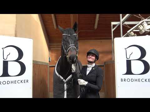 Dressurhengste Schleier | Prämienhengst Flashback | Hengstschau 2021