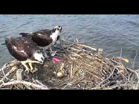 Double Fish Delivery by Tom the Fishing Fool at Chesapeake's Osprey Nest 2019 05 28
