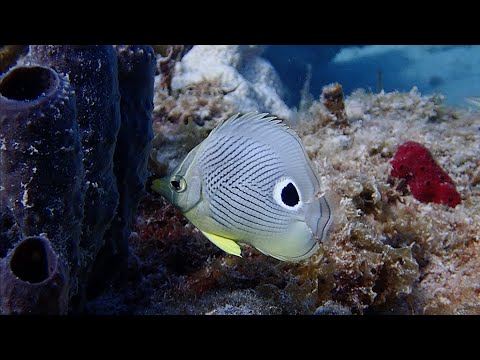Dive Movie 6 video thumbnail