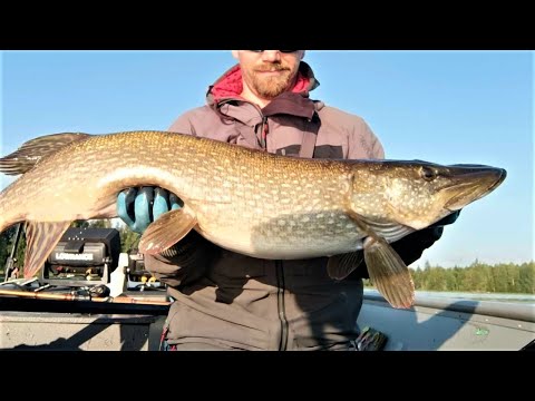 KUHAN KALASTUS | HAUEN TÄSMÄKALASTUSTA!