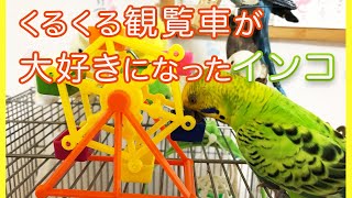 【セキセイインコ】ユズヲくんです!くるくる観覧車に大喜び♪