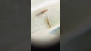 Aplica sc40 / Thrips 04