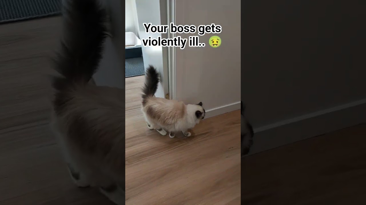 she wishes you a good day 😌 #cats #cute #cuteanimals #gatos #funny #funnyanimals