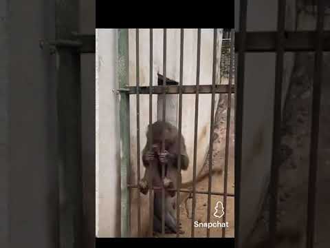 el chango. marango🐒🐒🐒