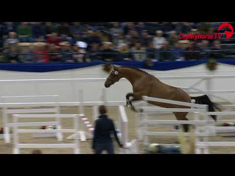 Holsteiner Körung 2019 - Nr. 48 Fiero