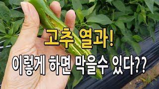 장마철 고추 열과 이렇게 하면 막을수 있다. #고추열과 발생원인 및 예방법 장마철 #고추재배 #고추농사