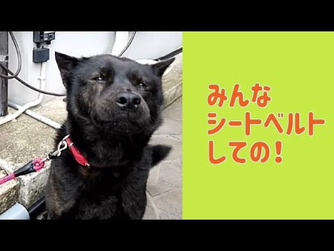 ワンワンU・x・Uお悩み相談室1️⃣9️⃣〜鯖江市「カイちゃん」🐶#ちょっとそこまででもシートベルト❣️