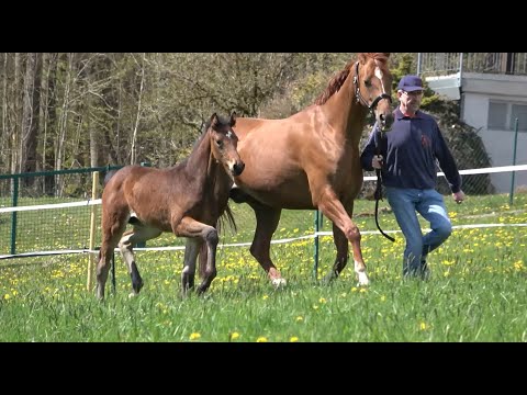 *2021 Stute von So Perfect - Quaterback SOLD!!!