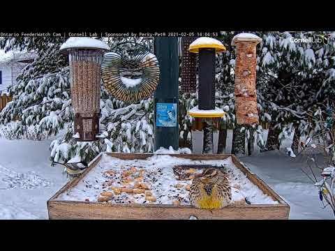 Western Meadowlark Sings Softly To Ontario FeederWatch Cam — Feb. 5, 2021