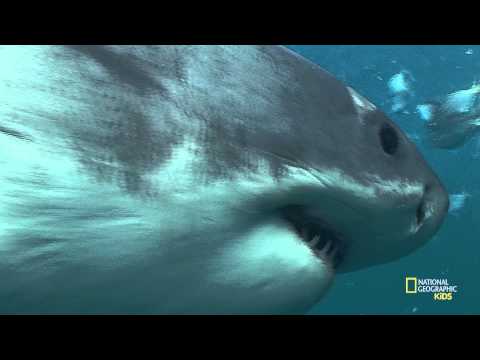 サメの歯について | Nat Geo キッズ サメ プレイリスト