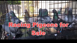 2020 Racing Pigeons for Sale