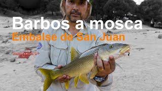 Barbos a mosca en el embalse de San Juan