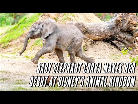 Baby Elephant Corra Makes Her Debut at Disney’s Animal Kingdom 2024