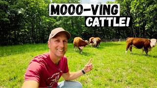 Our Longest Move With Our New Cattle!