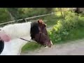 Magnifique poney D Curly pie