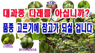 대과종 다래를 아심니까? 다래품종 고르기에 도움이 되실겁니다- 다래재배, 다래와 키위비교, 다래품종 안내, …