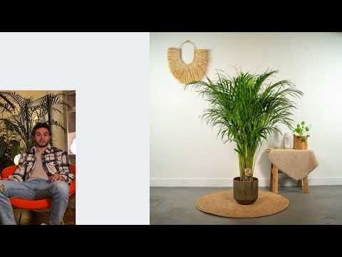 Areca PflanzenDealer