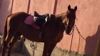 Officina equestre