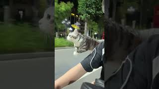 Download lagu He wants to become Doraemon mp3 Download lagu He wants to become Doraemon mp3