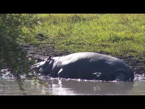 Djuma: Hippos with Blacksmith Lapwing - 13:55 - 06/25/2023