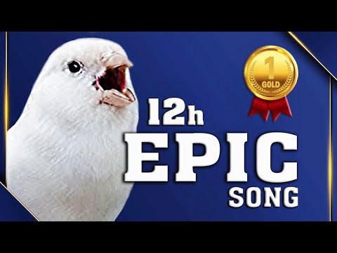 White CANARY 12h Epic Training Song !!!