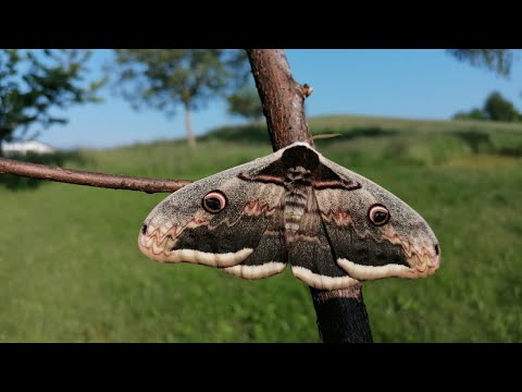 Infovideo zu dem größten Schmetterling Europas! Das große Wienernachtpfauenauge