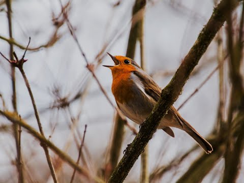 VU 222 Come Let Us Sing