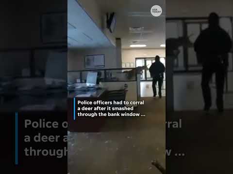 Deer smashes into New York bank, but leaves with no bucks