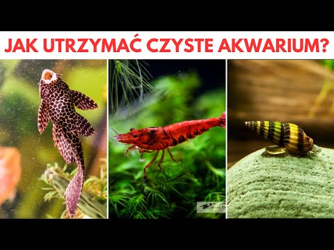 NAJLEPSZE RYBY DO CZYSZCZENIA AKWARIUM