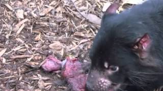 preview picture of video 'Tasmanian Devil feeding at Bonorong Wildlife Park'