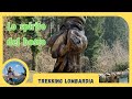 Sentiero Dello Spirito Del Bosco Percorso Facile Tra Natura E Creature Leggendarie Lombardia