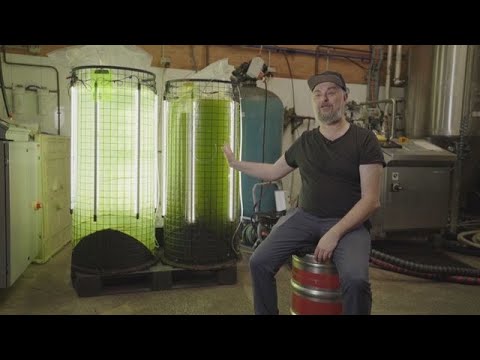 Bier mit grünem Gewissen: Der Algenreaktor von Young Henrys