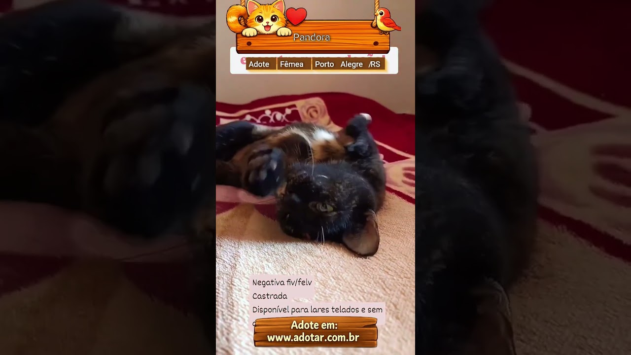 Gato raça SRD-ViraLata idade 3 anos nome Pandora 