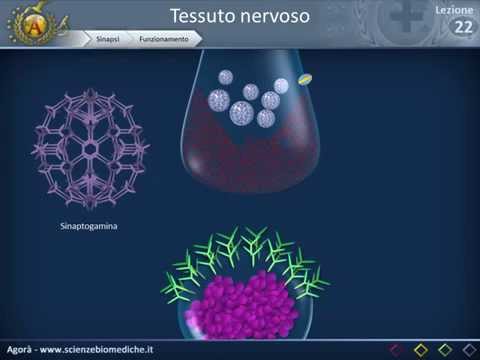 Histology 22 - Nervous System (Part 2)