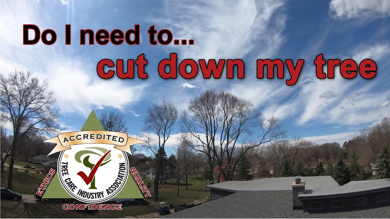 Do I need to cut my tree down