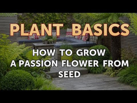 How to Dry an Overwatered Plant