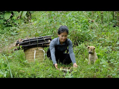 Han und Lulu gingen in den Wald, um Feuerholz zu holen, und trafen unerwartet auf Wildentenküken.