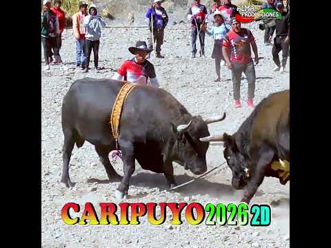 Toro Tinku de CARIPUYO 2026, 2Dia T4 "Chacha Wawa-Chhanka". # #almaproduccionesbolivia #shortsviral