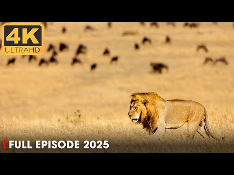 The Lion King and the Kingdom of Predators