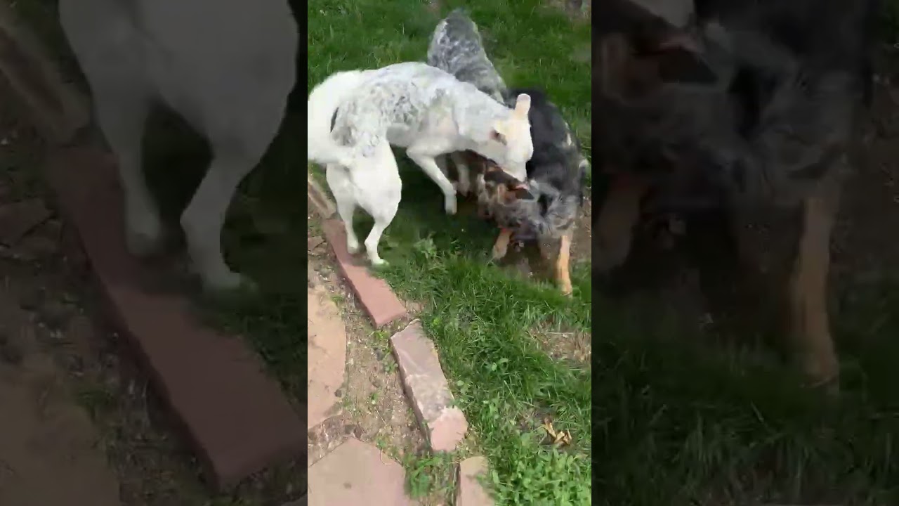 Enlarge Scarlet, a ADOPTABLE mixed breed in Boulder, CO video 6/6