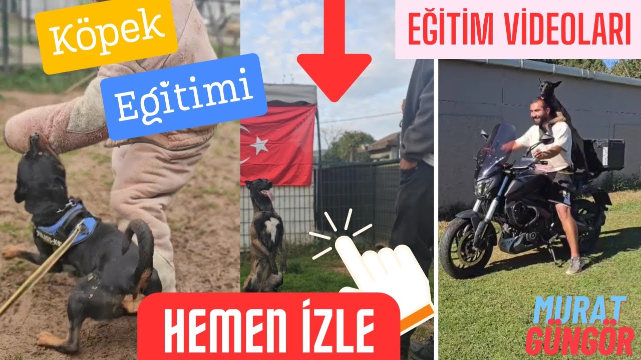 İstanbul'da En İyi Köpek Eğitimi, Otel ve Kreş Hizmeti: Murat GÜNGÖR