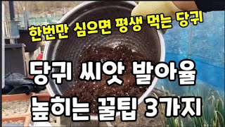 참당귀"일당귀" 재배 모든걸 알려 드립니다!  #일당귀재배 #참당귀씨앗발아 #참당귀심는방법 #일당귀재배 #참…