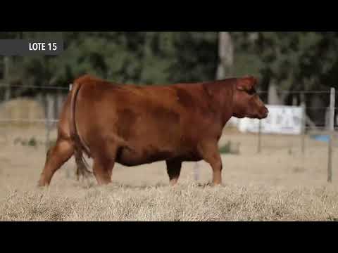 RUBETA CATTLE 8429 - Próximo remate de Cabaña La Rubeta – Sábado 13 de Agosto