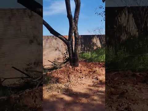 casa assombrada interior de São Paulo ouro Verde