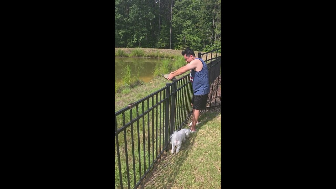 Helping a Turtle Stuck on the Wrong Side of the Fence || ViralHog