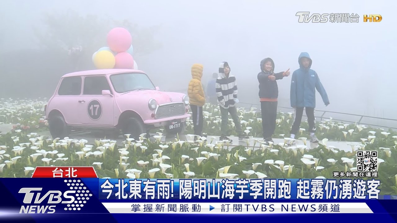 今北東有雨！陽明山海芋季開跑　起霧仍湧遊客