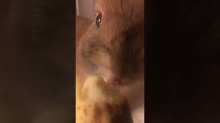 くちゃらーうさぎ