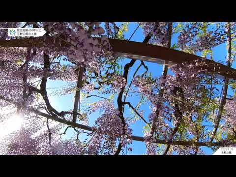 2021 04 23 玉敷公園の藤